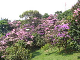 Praça Amadeu Decome - Quaresmeiras - Lapa, São Paulo, SP - fev/2006