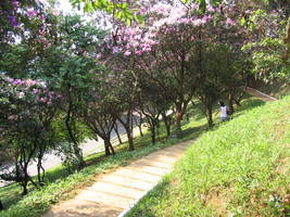 Praça Amadeu Decome - Quaresmeiras - Lapa, São Paulo, SP - fev/2006